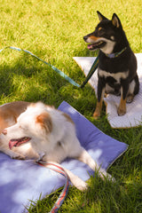 Blueberry Roll-Up Bed