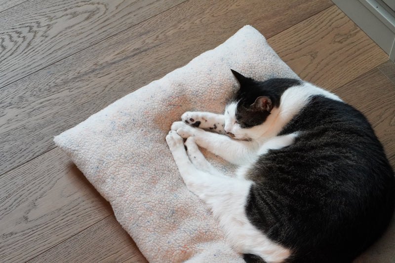 New Funfetti Pastry bed