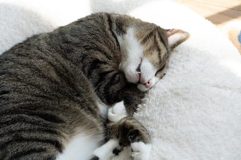 Marshmallow Pudding Bed