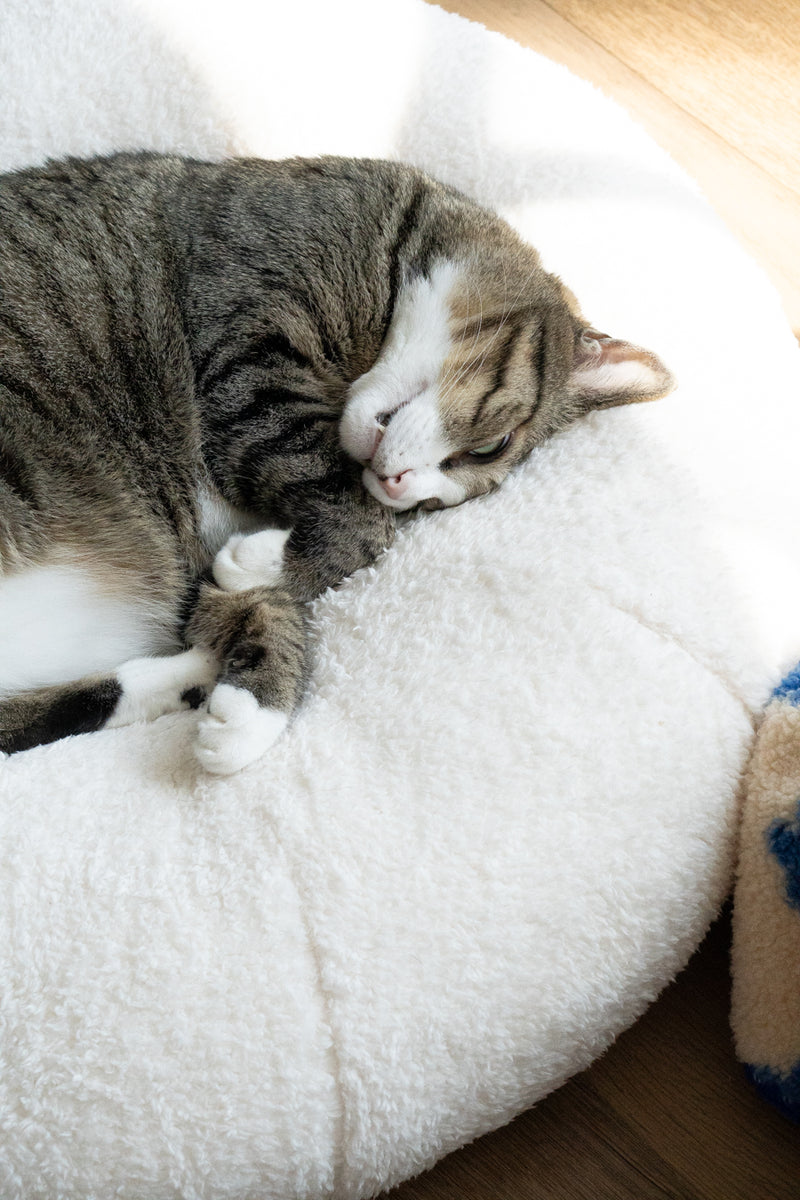 Marshmallow Pudding Bed