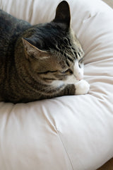 Milk Tea Pudding Bed