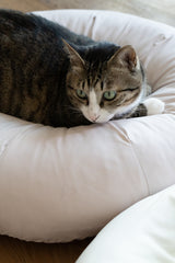 Milk Tea Pudding Bed