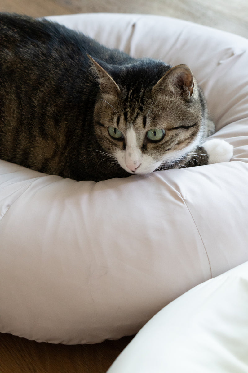 Milk Tea Pudding Bed