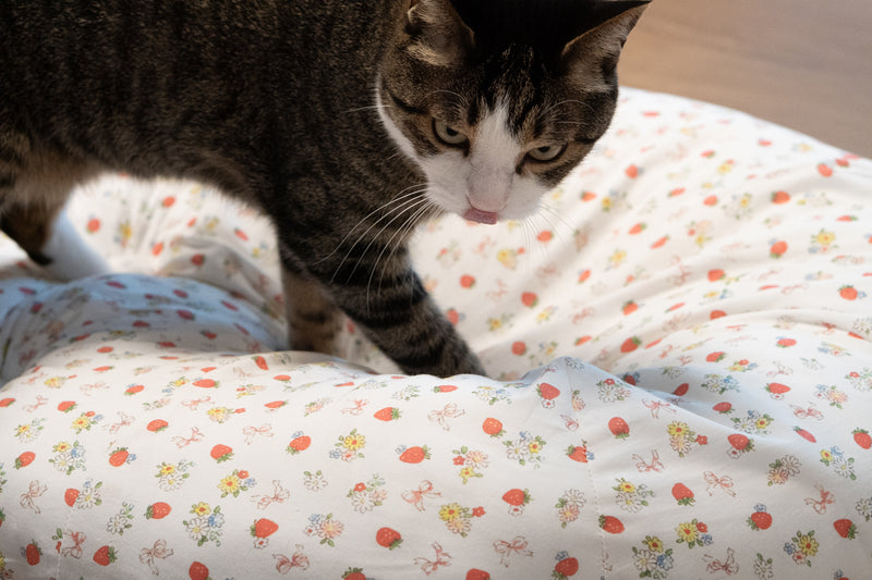 Strawberry Jam Pudding Bed
