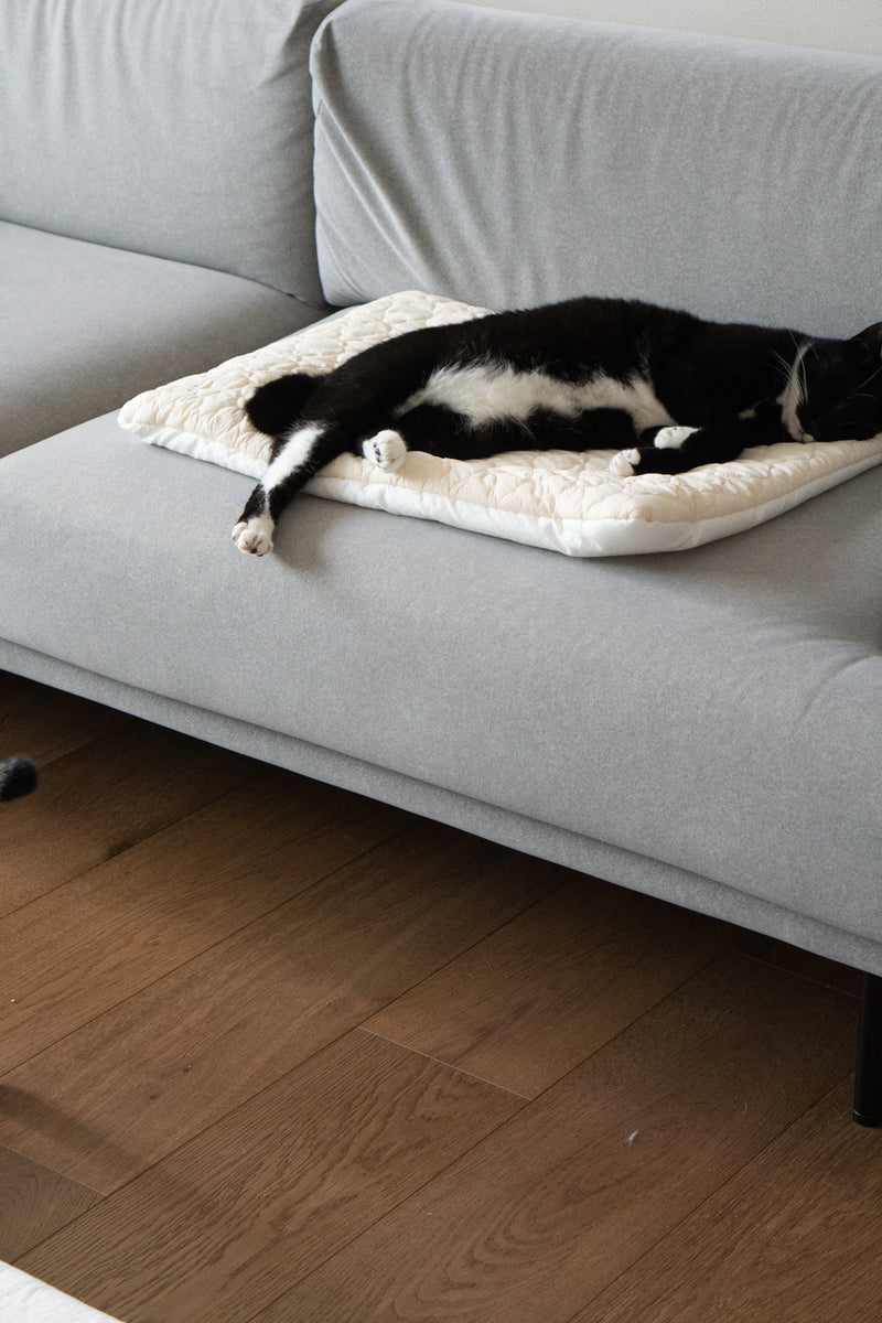 Cream Puff Bed