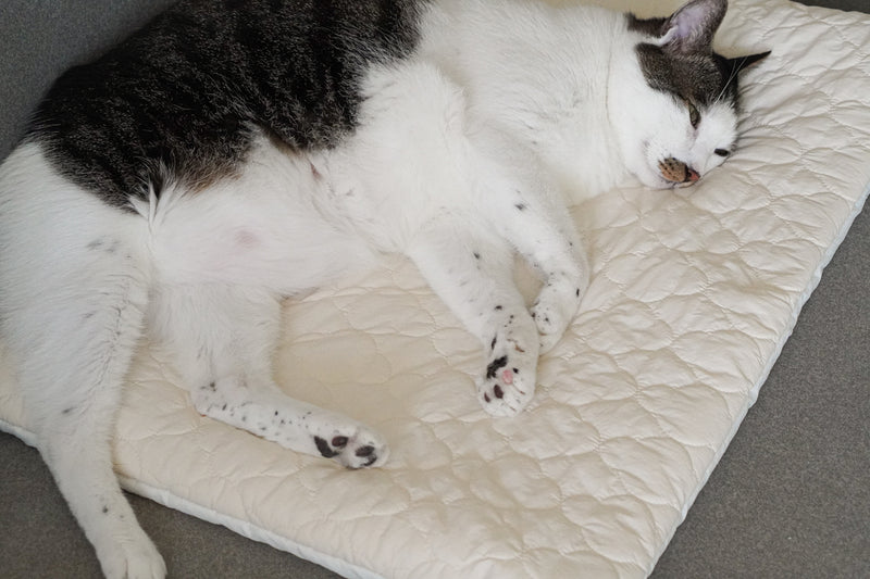 Cream Puff Bed