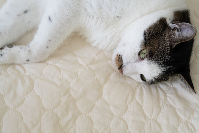 Cream Puff Bed