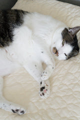 Cream Puff Bed