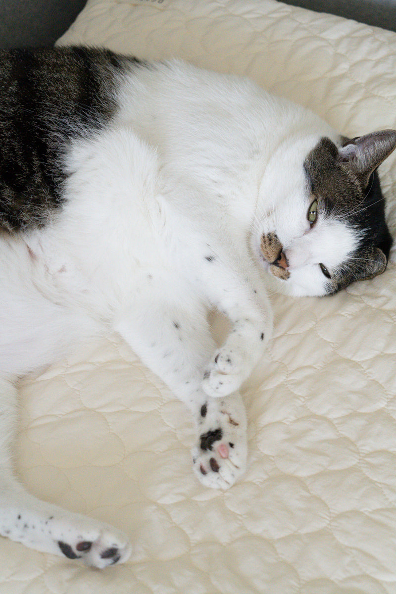 Cream Puff Bed