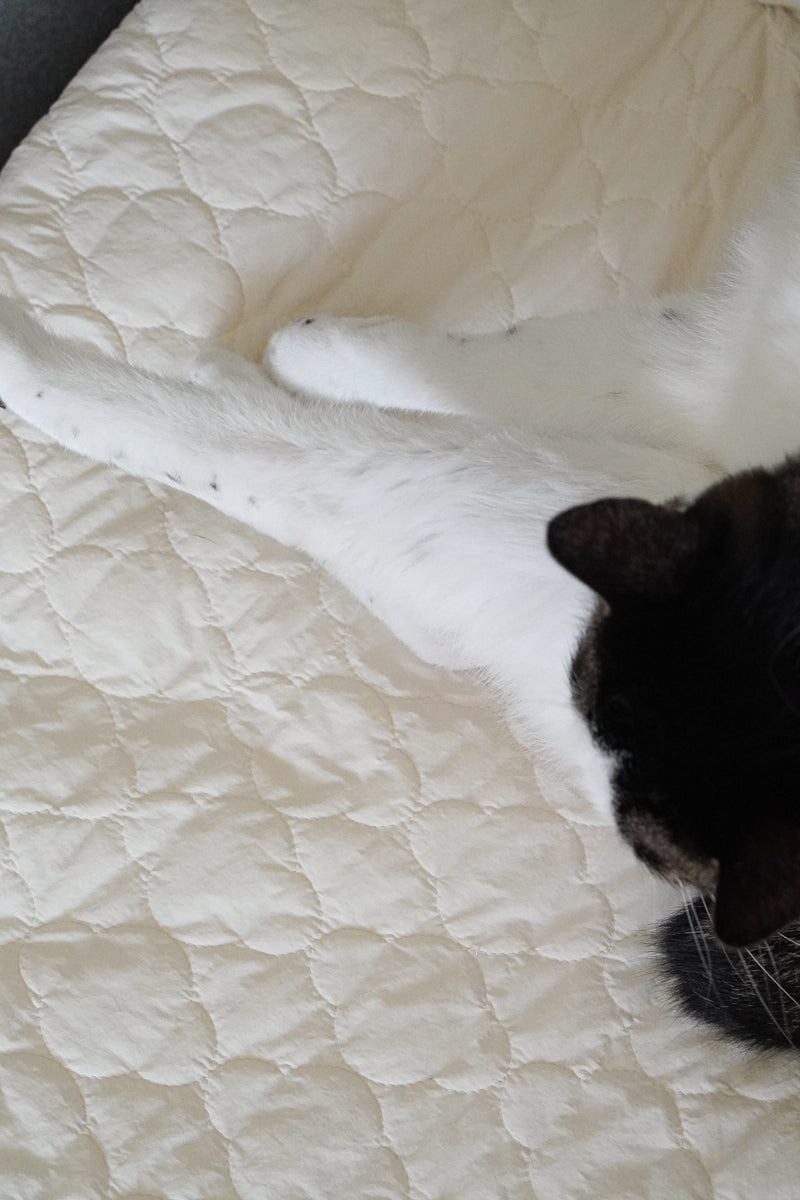 Cream Puff Bed