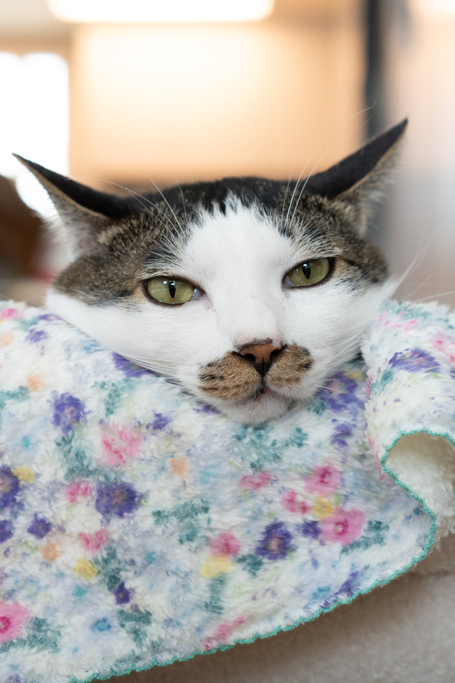 Cat Blankets – Ocatnip