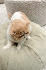 Matcha Cover for Pudding Beds