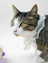 cat collar