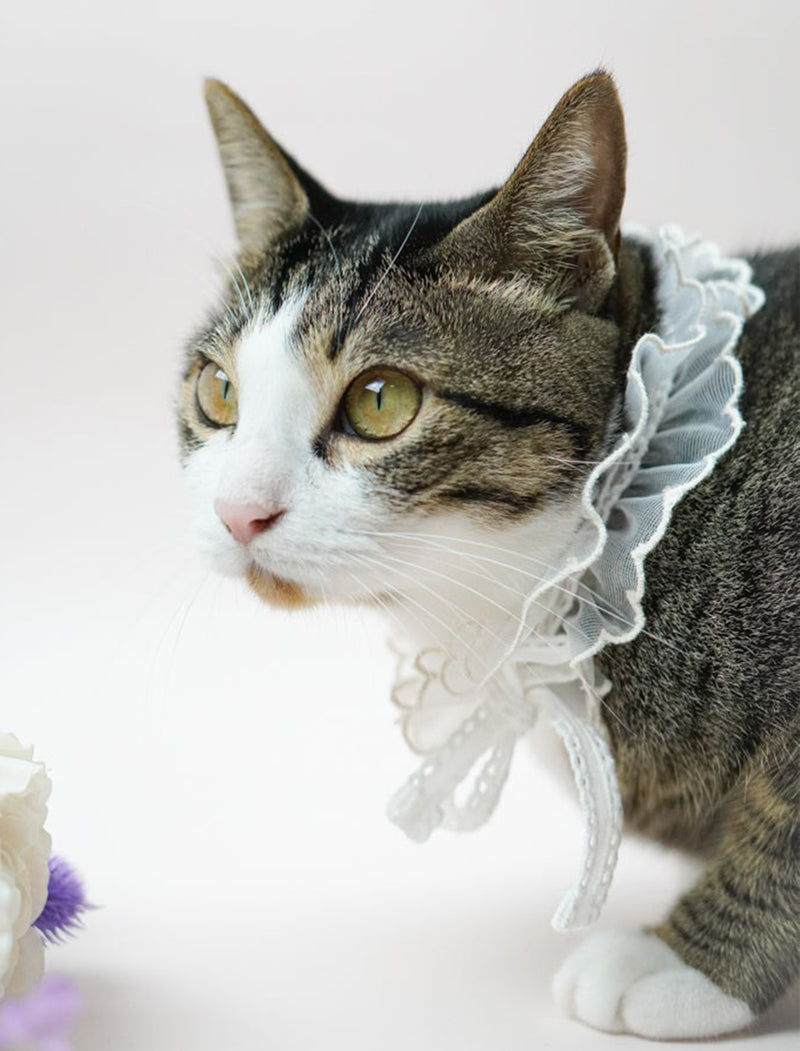 cat collar