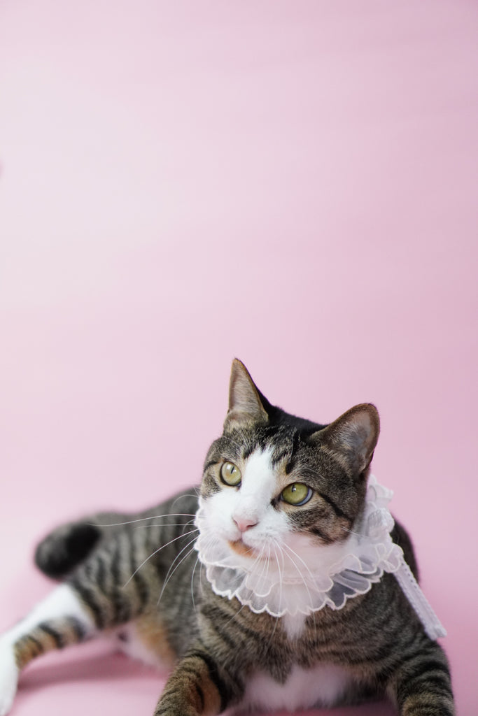 Bridgerton Puff Collar