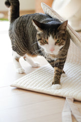 Oatmeal Roll-Up Bed