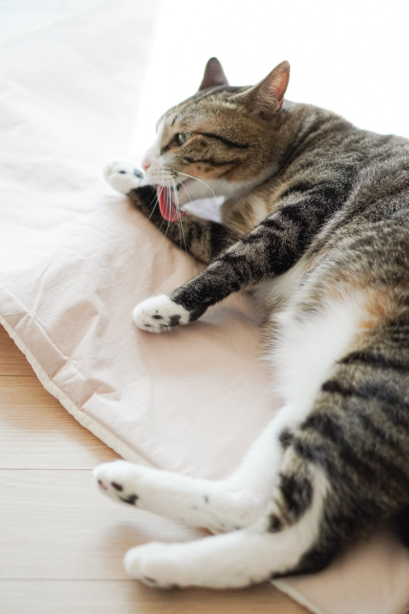 Oatmeal Roll-Up Bed