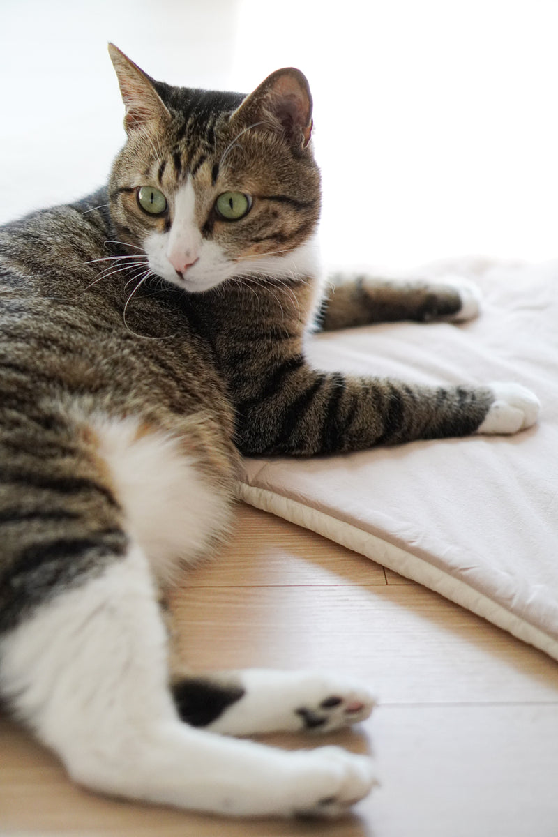 Oatmeal Roll-Up Bed