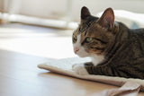Oatmeal Roll-Up Bed