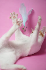 Large Minty Feather Teaser