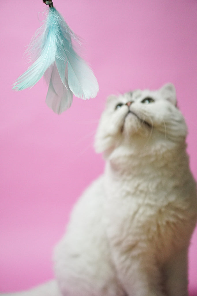 Large Minty Feather Teaser