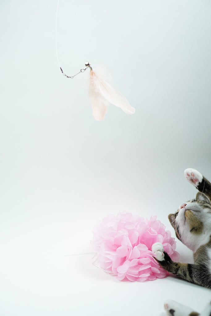 Large Blush Feather Teaser
