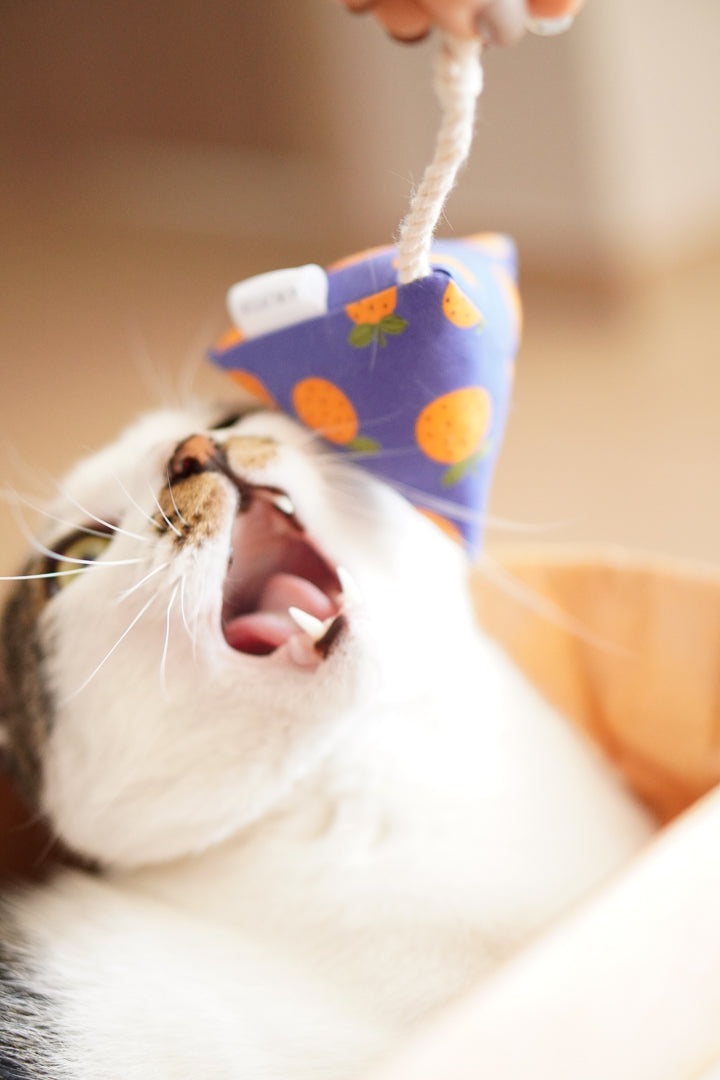 Catnip Toy