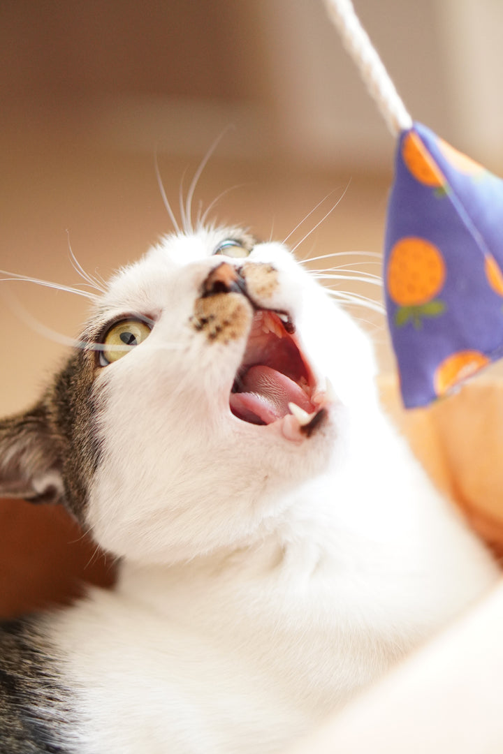 Catnip Toy