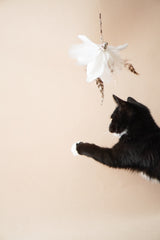 White Tutu Feather Teaser