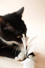 White Tutu Feather Teaser