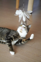 White Tutu Feather Teaser