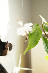 White Tutu Feather Teaser