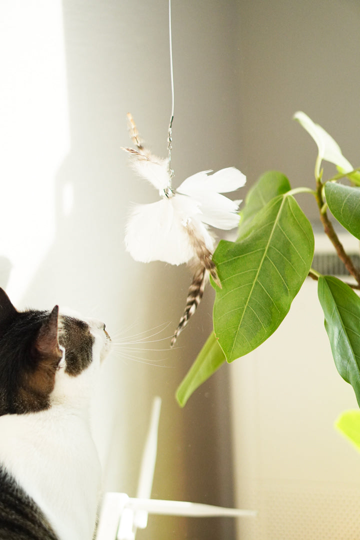White Tutu Feather Teaser