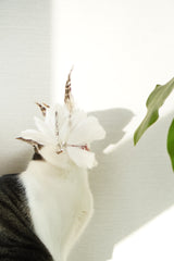 White Tutu Feather Teaser