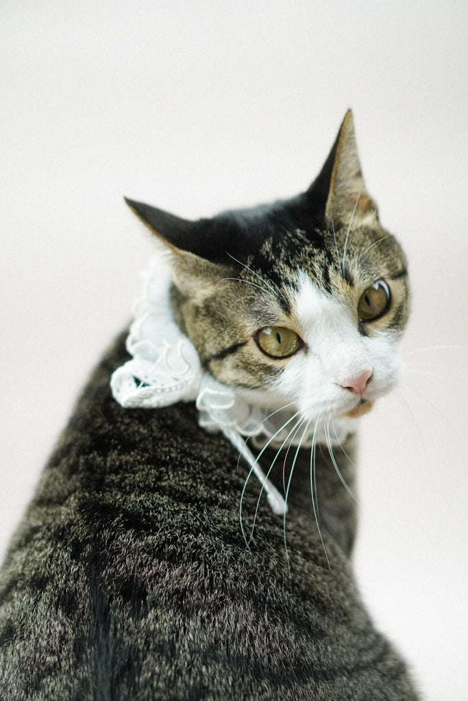 Bridgerton Puff Collar