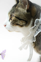 cat collar