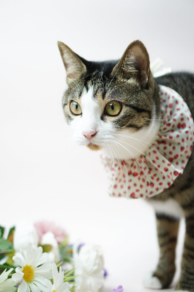 Strawberry Shortcake Bib
