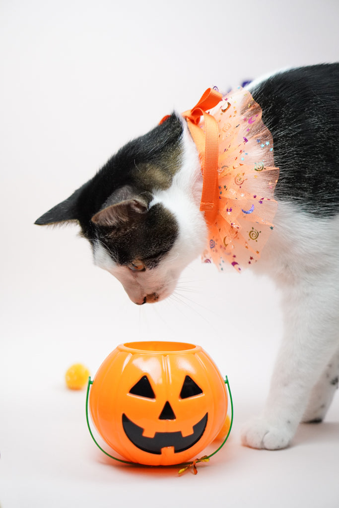 Trick-O-Treat Cape