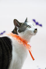 Trick-O-Treat Cape