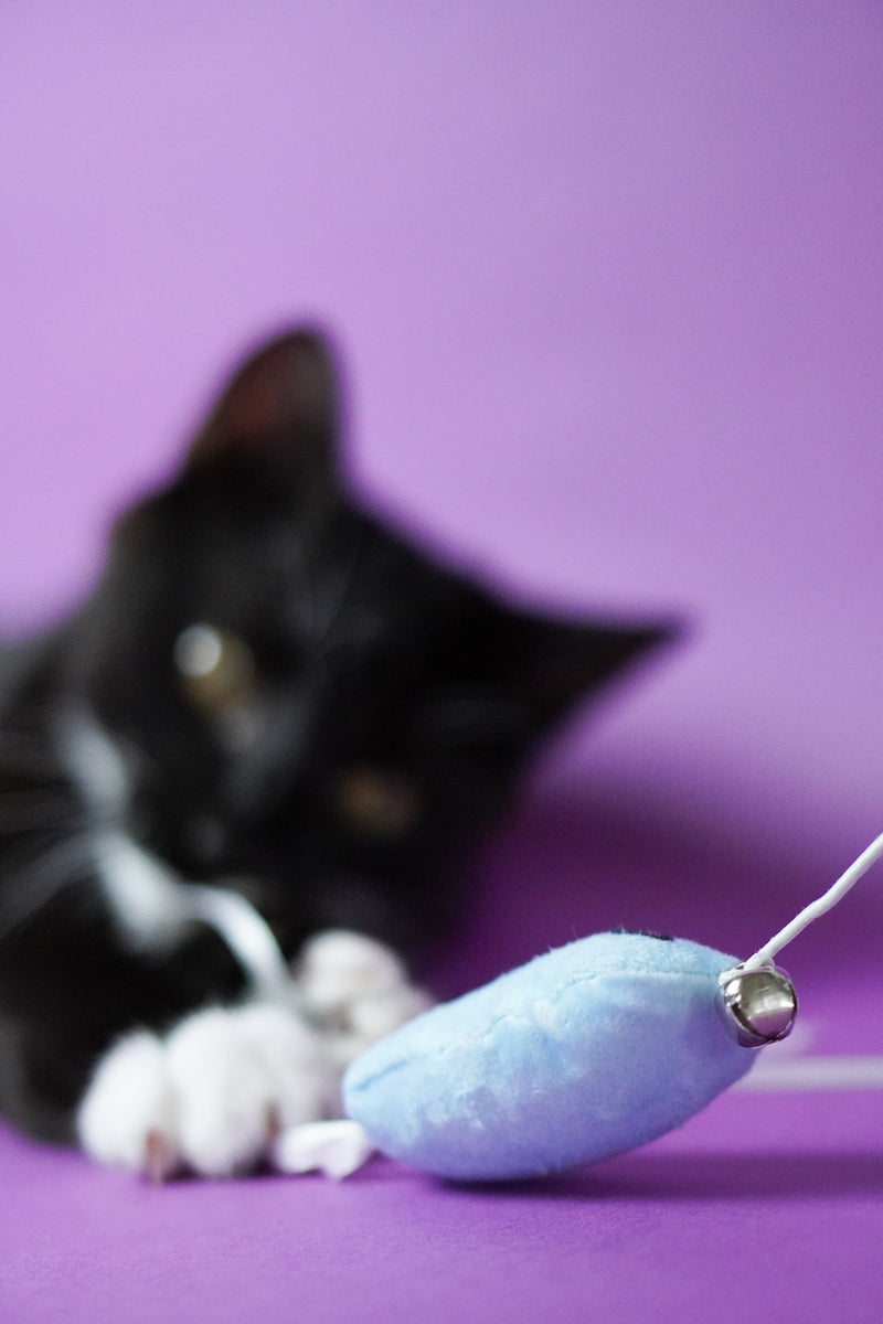Dolphin Popsicle Teaser Wand