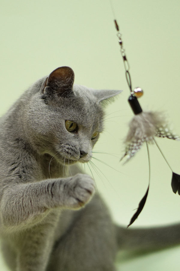 Cat Toy Feather